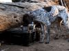 Picture of Wolf Pack - by Front Runner